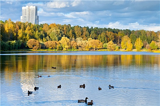 全景,城市公园,水塘