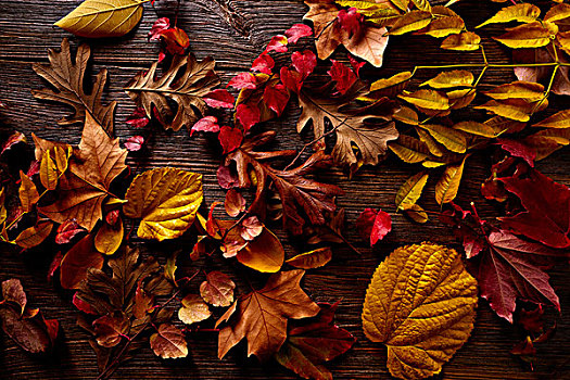 秋天,金色,红叶,木头,背景