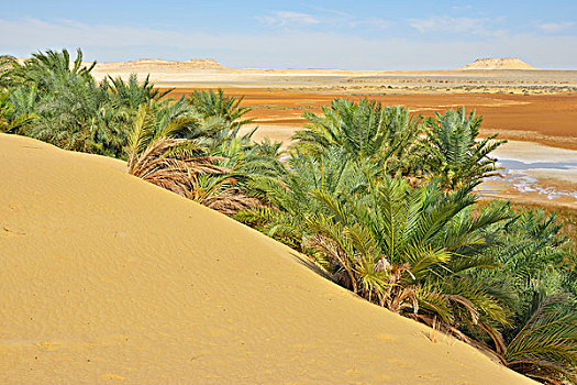 椰枣,盐湖,沙漠,利比亚沙漠,撒哈拉沙漠,埃及,北非,非洲