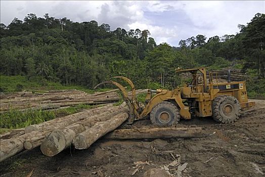 木料,伐木,区域,丹浓谷保护区,婆罗洲,马来西亚