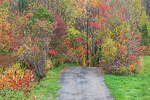 加拿大,魁北克,区域,乡间小路,秋天