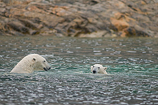 挪威,斯瓦尔巴群岛,斯匹次卑尔根岛,北极熊,母熊,幼兽,玩,水中,海岸