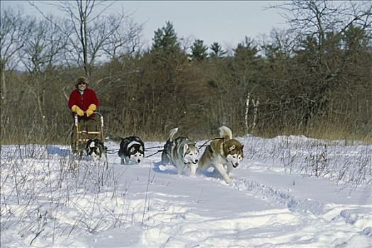 西伯利亚,哈士奇犬,狗,四个,成年,拉拽,狗拉雪橇