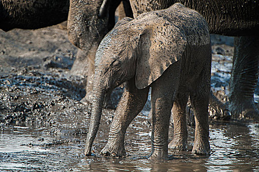 非洲象,幼兽,喝,河,乔贝国家公园,博茨瓦纳,非洲