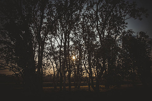 树林,黎明