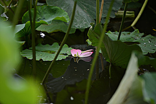 花瓣