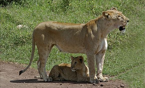雌狮,狮子,幼兽,塞伦盖蒂国家公园,坦桑尼亚,非洲