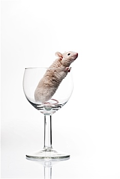 白鼠,玻璃
