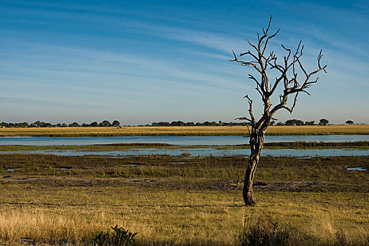 枯木,乔贝,河,乔贝国家公园,博茨瓦纳,非洲