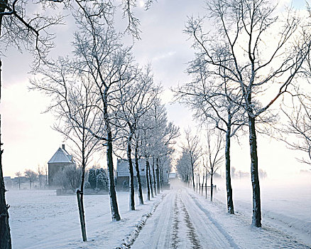 冬季风景,道路,树