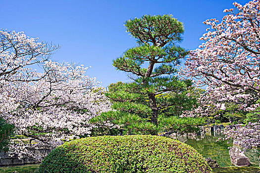 樱花,花园,二条城,京都,日本
