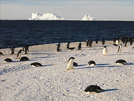 企鹅,阿德利企鹅,冰山,背景,富兰克林,岛屿,南极