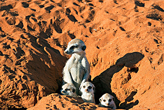 猫鼬,细尾獴属,年轻,洞穴,卡拉哈里沙漠,纳米比亚,非洲