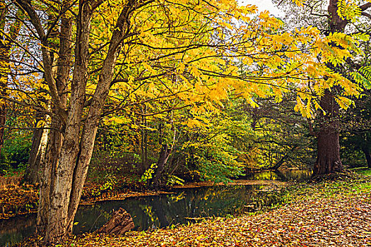 秋天风景,黄叶,树,靠近,小河,秋天,反射,漂亮,秋色,湖