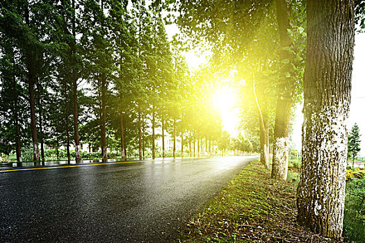 沥青,道路,树,草地,阳光