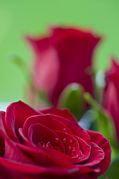红玫瑰,粉色