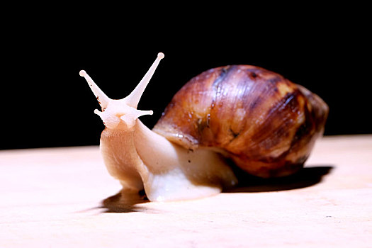 白玉蜗牛