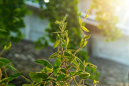 金银花藤