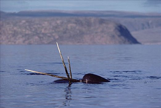 独角鲸,一角鲸,巴芬岛,加拿大