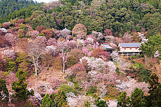 樱桃树,山