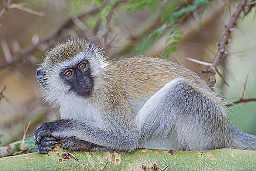 休息,长尾黑颚猴,绿猴,躺着,树枝,看镜头,合掌,正面,湖,国家公园,坦桑尼亚