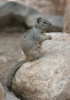 岩松鼠,坐,石头,大峡谷国家公园,亚利桑那
