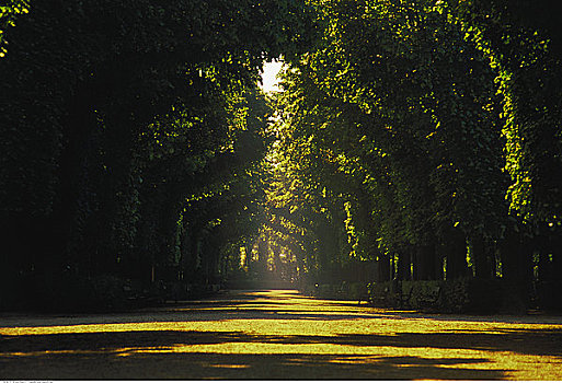 道路,树,靠近,美泉宫,维也纳,奥地利
