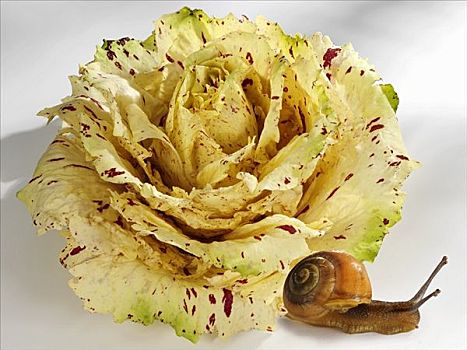 菊莴,蜗牛