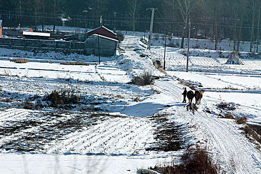 雪野,北方,东北,大雪,原野,土地,冬季,洁白,干净,风景,村庄,农村