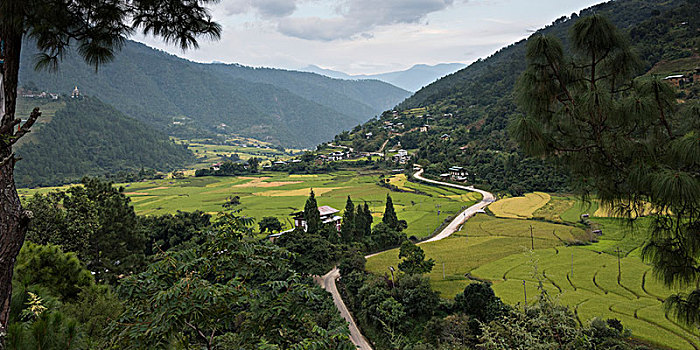 道路,弯曲,茂密,山谷,围绕,山,普那卡,不丹