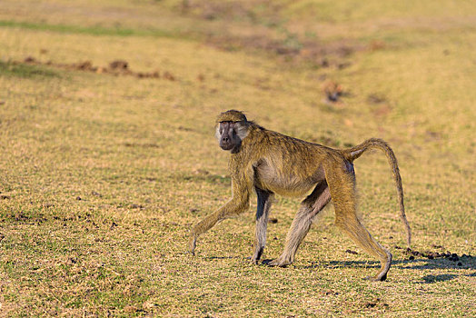 黄狒狒,大草原,南方,国家公园,赞比亚,非洲