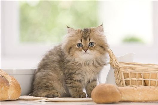 小猫,坐,靠近,篮子,面包