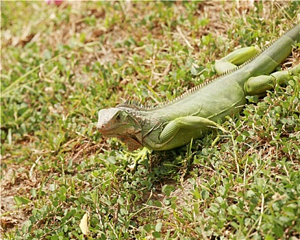 绿鬣蜥,成年,男性,巴拿马,中美洲