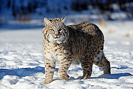 美国山猫,短尾猫,俘获,冬天,栖息地