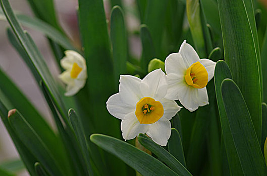 水仙花