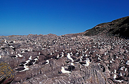 黑眉信天翁,生物群,岩石上,德雷克海峡,南极