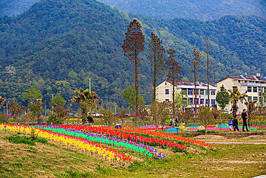 花卉,风车,郁金香,花海