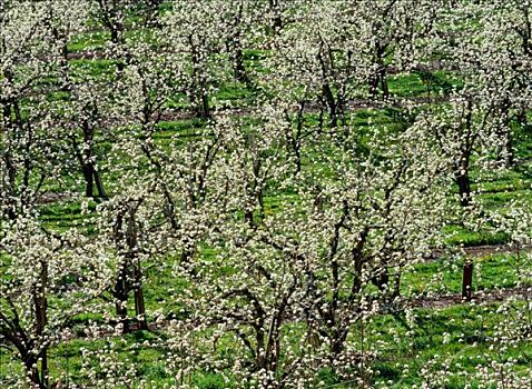 苹果园,开花,胡德河,山谷,俄勒冈,美国