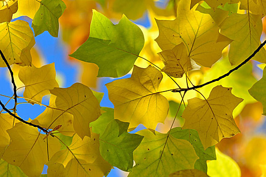 郁金香,树,枝条,秋叶,正面,蓝天,北莱茵威斯特伐利亚,德国,欧洲