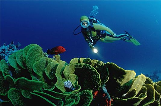 珊瑚礁,潜水者