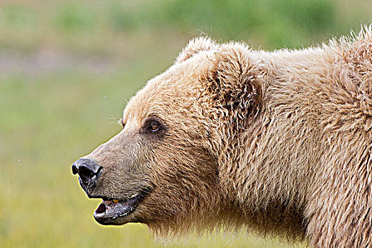 棕熊,母熊,卡特麦国家公园,阿拉斯加,美国