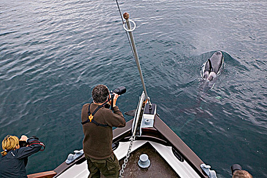 逆戟鲸,游泳,哥伦比亚,约翰斯顿海峡,北方,温哥华岛,不列颠哥伦比亚省,加拿大