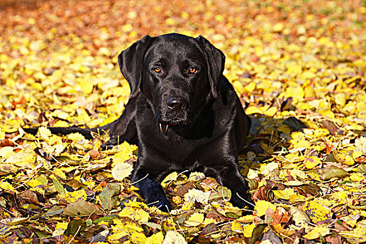 黑色拉布拉多犬,秋叶,雄性,头像,德国,欧洲