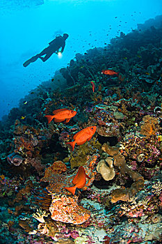印度尼西亚,南,苏拉威西岛,省,瓦卡托比,群岛,海洋,保存,牡丹,潜水