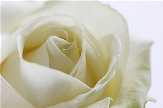 白色蔷薇,雅典娜