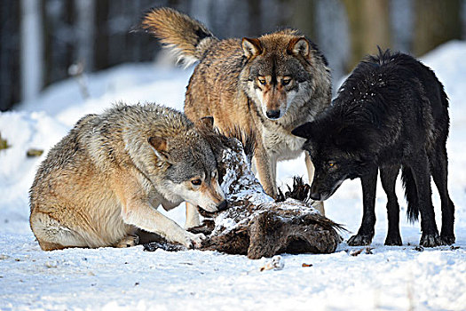 两个,狼,进食,畜体,野猪,雪地,俘获,巴登符腾堡,德国,欧洲