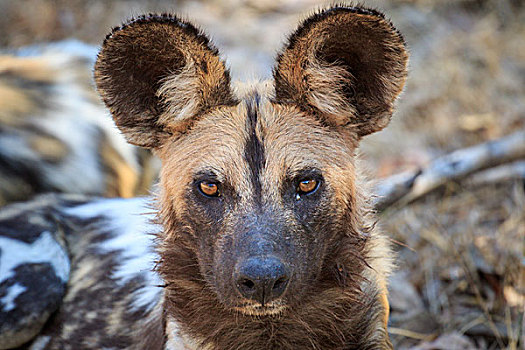 非洲野狗,非洲野犬属,头像,南卢安瓜国家公园,赞比亚,非洲