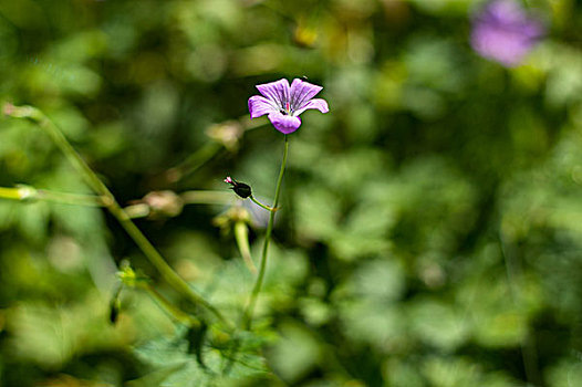 森林紫色小花