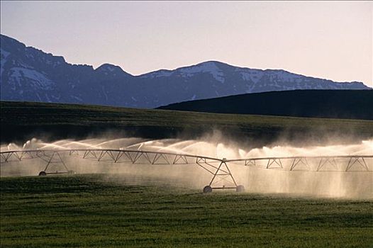 灌溉,山麓,艾伯塔省,加拿大