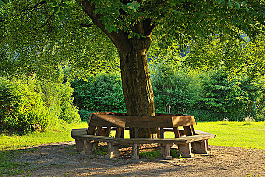 长椅,树,哈尔茨山,国家公园,下萨克森,德国